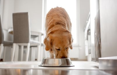 The 10 Best Dog Food Brands on the Market Today