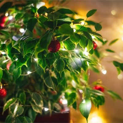 Yes, Christmas lights *can* burn your plants – make sure you're buying this type of lighting to minimise any damage