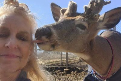 Ohio grandmother mauled to death by deer she helped rescue