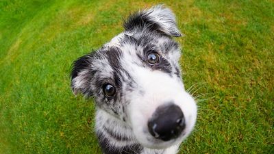 I used a fisheye lens to photograph a caricature of my dog, in-camera