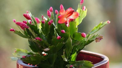 How To Water A Christmas Cactus So It Bursts With Blooms This Holiday Season
