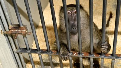 France’s primate research drive sparks backlash from animal rights groups