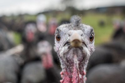 Christmas turkeys could be in short supply this year due to bird flu surge
