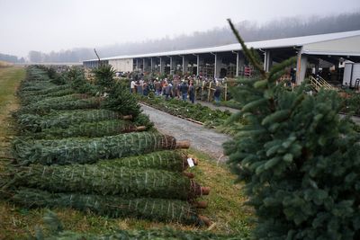 Christmas tree retailers find lots to like at a Pennsylvania wholesale auction
