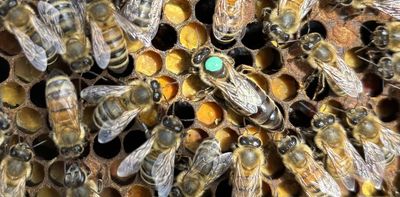 Worker honey bees can sense infections in their queen, leading to revolt
