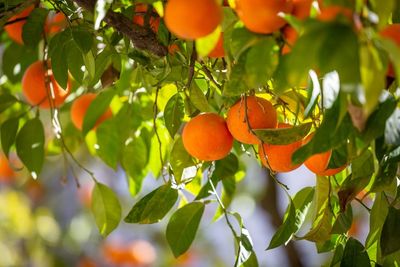 How to Keep Citrus Trees Thriving in a Cold Climate