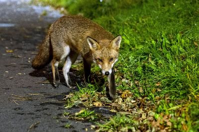 Foxes blamed after more than 40 cars have brakes damaged in night-time attacks