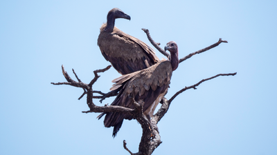 Why do vultures circle?