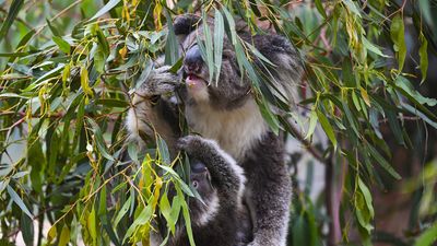 Labor faces major roadblocks in bid to pass nature laws