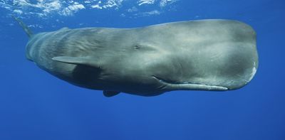 ‘Forever chemicals’ contaminate more dolphins and whales than we thought – new research