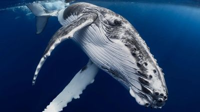 This entrancing underwater photo of a humpback calf showcases the Sony A1's rapid autofocus and the Nauticam port's wide-angle clarity