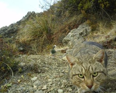 ‘Stone-cold killers’: New Zealand to eradicate feral cats by 2050