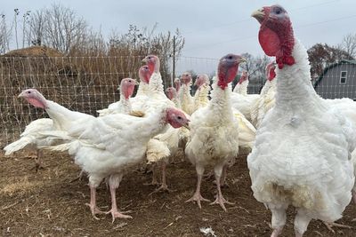 Turkey supply at a 40-year low ahead of Thanksgiving