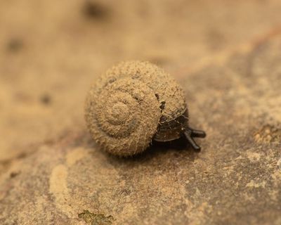 Search is on for the German hairy snail in London