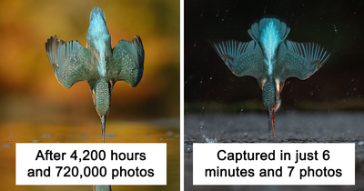 Photographer Spends 6 Years On One Kingfisher Shot—Now, 10 Years Later, Gets It In 6 Minutes