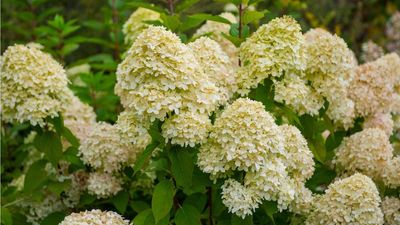 Plant Expert Claims Anyone Can Grow a Smooth Hydrangea – Plus Why it’s the Best Choice for Beginners