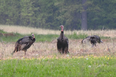 PETA's Horrific Video of Turkeys Sexually Abused Resurfaces As Americans Prepare for Thanksgiving