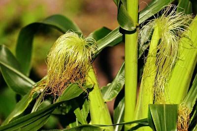 Corn Easing Lower to Start Monday Trade