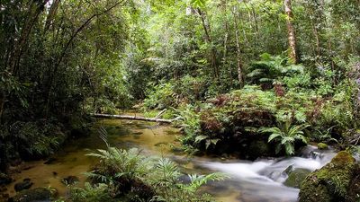‘I’m the luckiest guy alive’: Man breaks down in tears after 13-year search finally ends in a remote rainforest