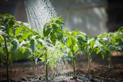 The Watering Schedule That Saves Roots — and Prevents Ice Damage