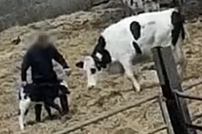 RSPCA slams violent attacks on cows at Cathedral City cheese farms