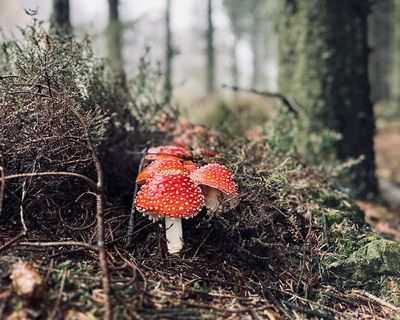 Young country diary: Finding fly agaric was like a fairytale