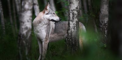 Thousands of genomes reveal the wild wolf genes in most dogs’ DNA