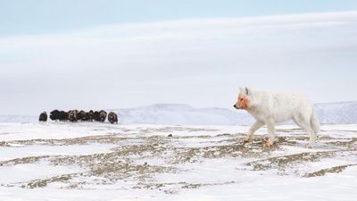 Striking Arctic wildlife photo captured just moments after brutal predator-prey encounter wins major award