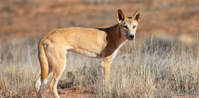 Impacts of colonisation on dingoes are ‘written in their bones’, new research finds