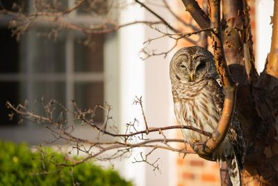 Labour’s ‘blinkered’ drive to build risks pushing wildlife to point of no return, nature experts warn