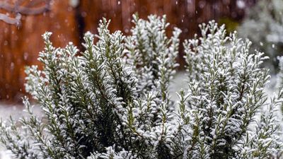 It's easy to overwinter rosemary — follow this simple 5-step routine