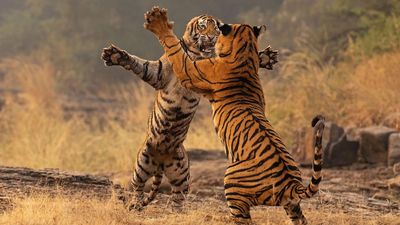 These young tigers exploded into a split-second fight – and this award-winning image captures the clash