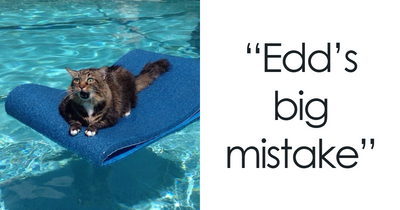 We’ve Gathered Pics Of Animals Getting Themselves Stuck: Here Are The 50 Funniest Ones (New Pics)