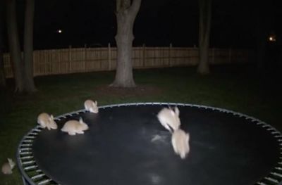 Macquarie Dictionary announces ‘AI slop’ as its word of the year, beating out Ozempic face