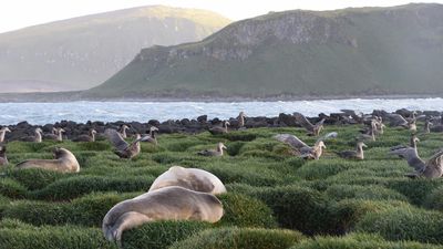 Deadly flu found on Australian sub-Antarctic island