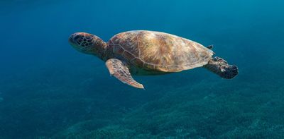 New data reveals how Australia’s threatened reptiles and frogs are disappearing – and what we have to do