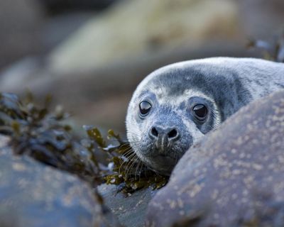 Country diary: The lone seal pup isn’t ready for the sea yet