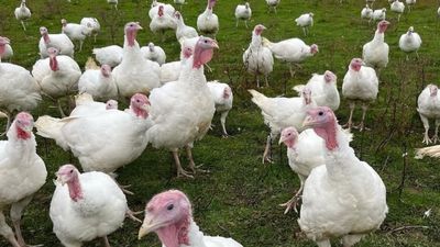 Thanksgiving Feast 2025: Discounts Soften Blow of Turkey Price Increase as Tariffs Cause Others to Rise