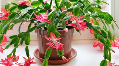 Using Coffee Grounds as a Fertilizer Could Be the Key to Bigger, Brighter Christmas Cactus Blooms Next Year