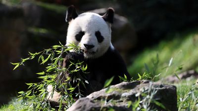France says goodbye to star pandas going back to China