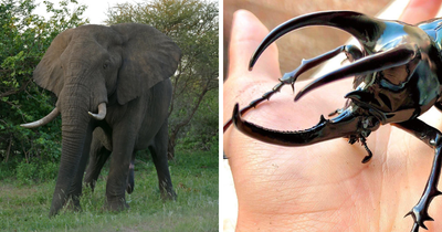 12 Fierce Contenders For “The Strongest Animal In The World” Title