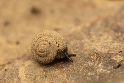 Scientists launch search for hairy snail that’s been in UK since the ice age