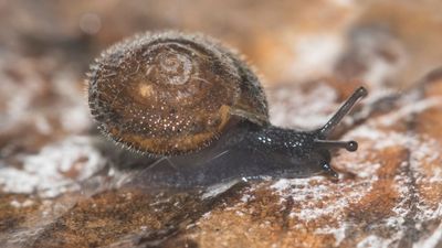 What Is the German Hairy Snail: Everything to About the 'Charming' Species and Why It's Now a Conservation Priority