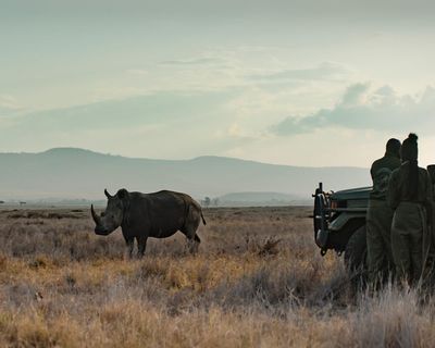 Rhino review – Tom Hardy channels David Attenborough in mission to save Kenya’s rhinos