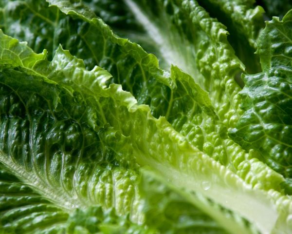 Officials at US-Mexico border seize $10.3m in meth hidden in lettuce shipment