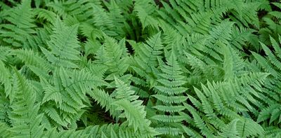 Fern stems reveal secrets of evolution – how constraints in development can lead to new forms