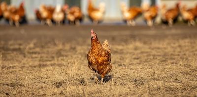 First human bird-flu death from H5N5 – what you need to know