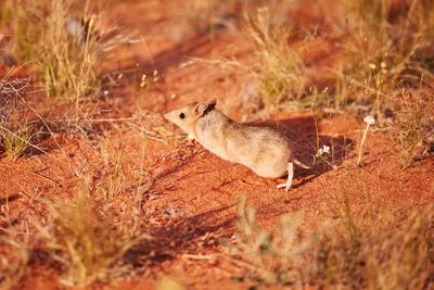 ‘Taking back the desert’: can Australia’s small marsupials learn how to live alongside their predator, the feral cat?