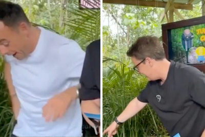 Ant and Dec’s I’m a Celeb livestream halted as presenter recoils in fear