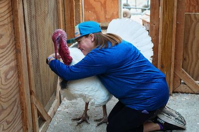 The unusual Thanksgiving tradition saving turkeys from the slaughterhouse